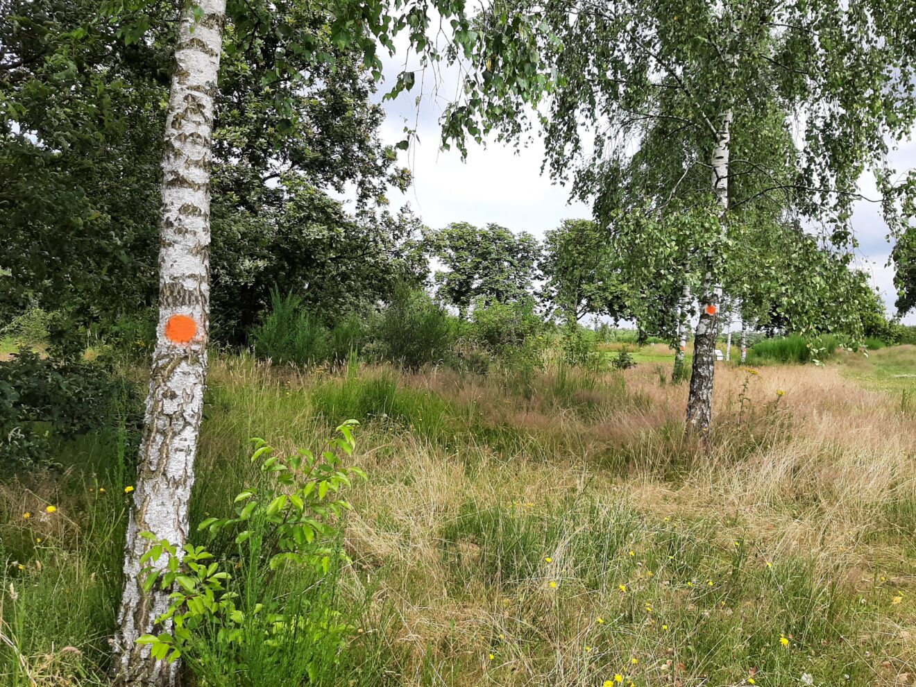 Bomen oranje gemerkt