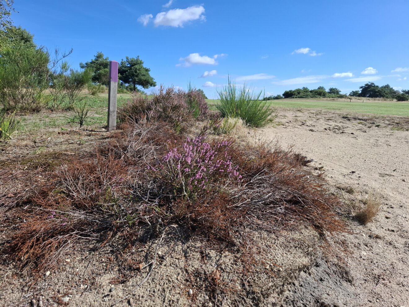 Bedreigt droogte onze golfbaan ?