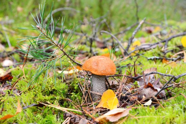 Edible mushroom Oranje berkenboleet