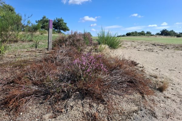 droge heide H7 (1)