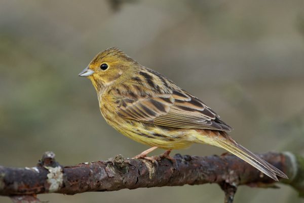 Yellowhammer in its natural habitat in Denmark